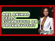 Video thumbnail for Are Animal Cells Eukaryotic Or Prokaryotic? - Biology For Everyone