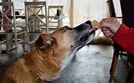 Video thumbnail for How Classical Conditioning Works, With Examples