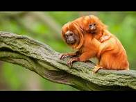 Video thumbnail for National Geographic Documentary - Secrets In the Amazon RainForest - Wild Amazon