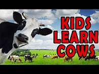 Video thumbnail for Kids Learn About Cows, Fun and Educational Cow Facts for Children