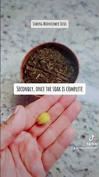 Video thumbnail for How Do You Sow Moonflower Seeds?