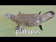 Video thumbnail for Australian Animals for Kids!