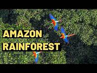 Video thumbnail for Discover Fascinating Facts About The Amazon Rainforest | Fun and Educational Video for Kids