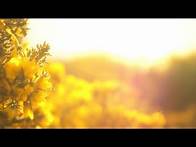 Video thumbnail for N°073 - relaxdaily /// Thank You! /// (100k subscribers) Thank You Video