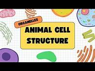 Video thumbnail for Animal Cell Organelles Explained: Inside the Structure of Life!