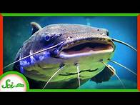 Video thumbnail for 5 Animals With Superpowered Senses