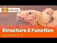 Video thumbnail for Structure & Function for Kids | Science Lesson for Grades 3-5 | Mini-Clip