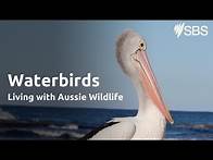 Video thumbnail for Water birds | Living with Aussie Wildlife | Learn English