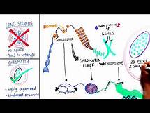 Video thumbnail for What is Chromatin?