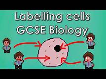 Video thumbnail for Labelling Animal and Plant Cells - Biology WJEC - (GCSE REVISION)