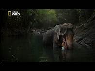 Video thumbnail for Creatures of the Amazon Rainforest - National geographic Documentary