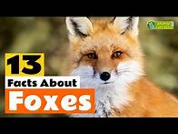 Video thumbnail for 13 Facts About Foxes 🦊 - Learn All About the Fox - Animals for Kids - Educational Video
