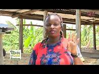 Video thumbnail for SEEDS OF GOLD: How to become a millionaire through pig-rearing