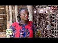 Video thumbnail for SEEDS OF GOLD: What farmers need to succeed in poultry farming