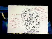 Video thumbnail for How to draw Eukaryotic cell/ step by step drawing for beginners