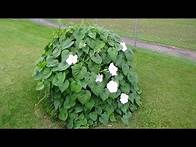 Video thumbnail for The Moonflower Plant that looks like a Sea Monster?!?!?! Watch it Bloom!