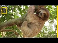 Video thumbnail for Rainforests 101 | National Geographic