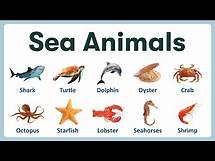 Video thumbnail for Sea Animals in English | List of Sea Animals with Pronunciations and Pictures