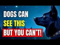 Video thumbnail for 11 STRANGE Things ONLY Dogs Can See And Hear But You Can't! | K9Pedia