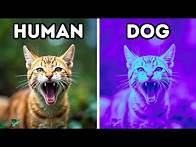 Video thumbnail for 100+ Wild Animal Facts I Fell Into a Rabbit Hole For