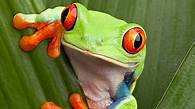 Video thumbnail for Rainforest Habitat facts and photos