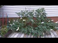 Video thumbnail for Blooming Moonflower Timelapse