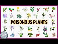 Video thumbnail for 30 Poisonous Plants Names for Kids - Learn Toxic Flora for Children