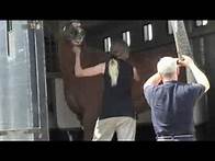 Video thumbnail for Horse abuser jailed for second time