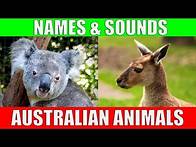 Video thumbnail for AUSTRALIAN ANIMALS Names and Sounds for Kids to Learn | Learning Australian Animal Names