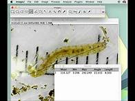 Video thumbnail for measuring and labeling in image J