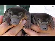 Video thumbnail for Top 9 Amazing Australian Animals