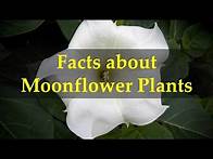 Video thumbnail for Facts about Moonflower Plants