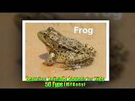 Video thumbnail for Learning Animals Sounds for Kids 50 Type
