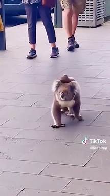 Video thumbnail for Sad Reality of Koala Habitat Loss and Deforestation