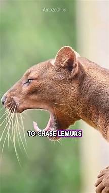 Video thumbnail for 8 Fascinating Animal Facts You Didn't Know!