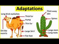 Video thumbnail for Adaptations 🐫🌵| Behavioural, Physiological & structural adaptations | Learn with examples