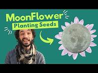 Video thumbnail for Moon Madness | How to Plant Moonflower Morning Glories for Sweet Evening Scents
