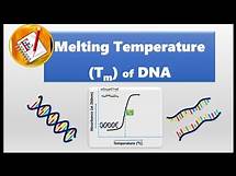 Video thumbnail for Melting Temperature of DNA (Tm)