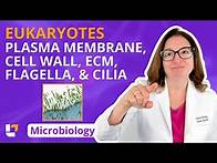 Video thumbnail for Eukaryotes: Plasma Membrane, Cell Wall, ECM, Flagella & Cilia - Microbiology Pre Nursing |@LevelUpRN