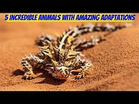 Video thumbnail for Top 5 Animals With Amazing Adaptation | Most Unique Wild Animal Facts