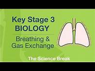 Video thumbnail for Key Stage 3 Science (Biology) - Breathing and Gas Exchange