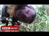 Video thumbnail for Amazon Deforestation - BBC News