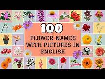 Video thumbnail for 100 Flower Names with Pictures in English: A Beautiful Guide to Popular Flowers"🌸