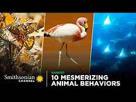 Video thumbnail for 10 Mesmerizing Animal Behaviors | Smithsonian Channel