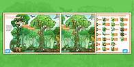 Video thumbnail for 'Rainforest Calling' KS2 Amazon Animal Spot