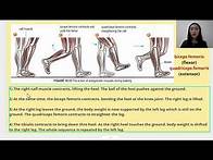 Video thumbnail for Form 4 Biology Chapter 14: Support and Movement in Humans and Animals