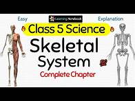 Video thumbnail for Skeletal System (Complete Chapter)