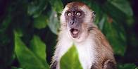Video thumbnail for 81 Weird Animal Facts Everyone Should Know