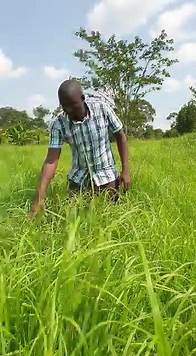 Video thumbnail for Brian Natwijuka (@brian.natwijuka) - Transforming Uganda Livestock Sector Through Fast Growing Pasture Production