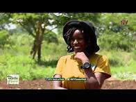 Video thumbnail for Discover the enthralling world of groundnut farming in Uganda | SEEDS OF GOLD